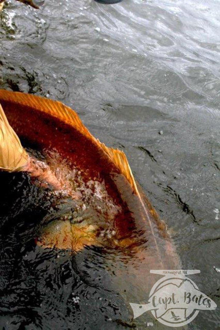 Beautiful colors on a huge North Carolina redfish release shot!