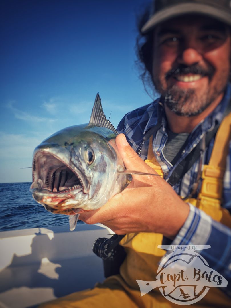 What sharp teeth you have Mr Bonito!