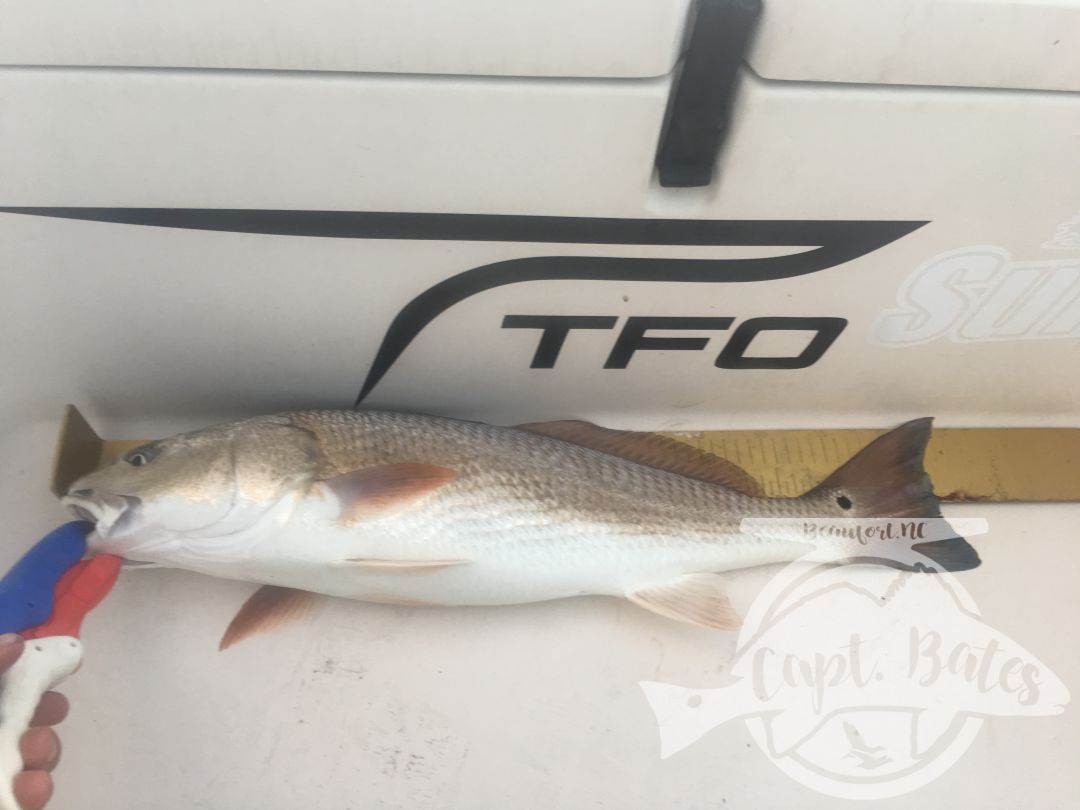 Summer time topwater redfish inshore!