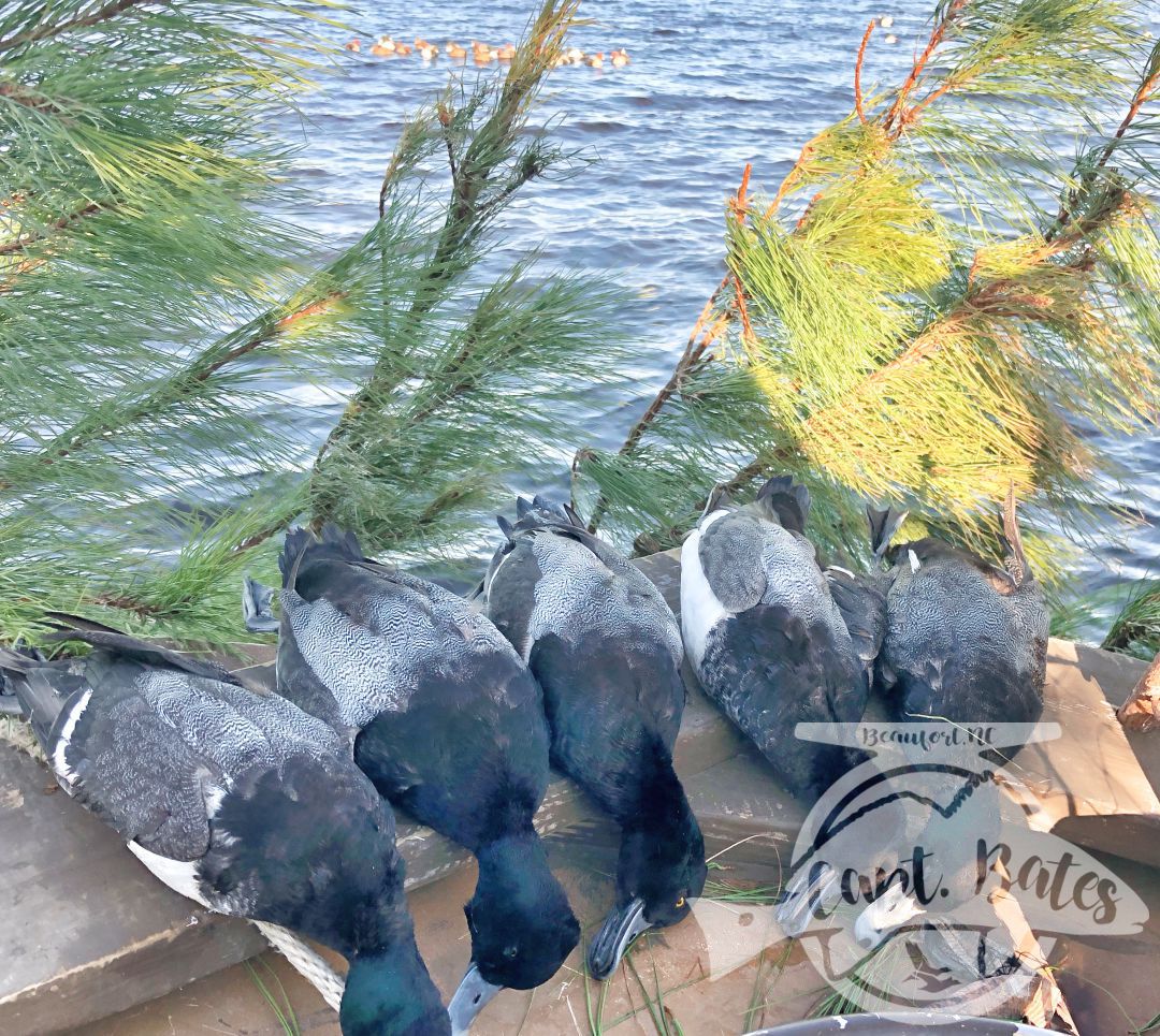 Nice bag of blackhead drakes with the Southern flyway Outfitters Decoy Raft in the background that pulls em in!