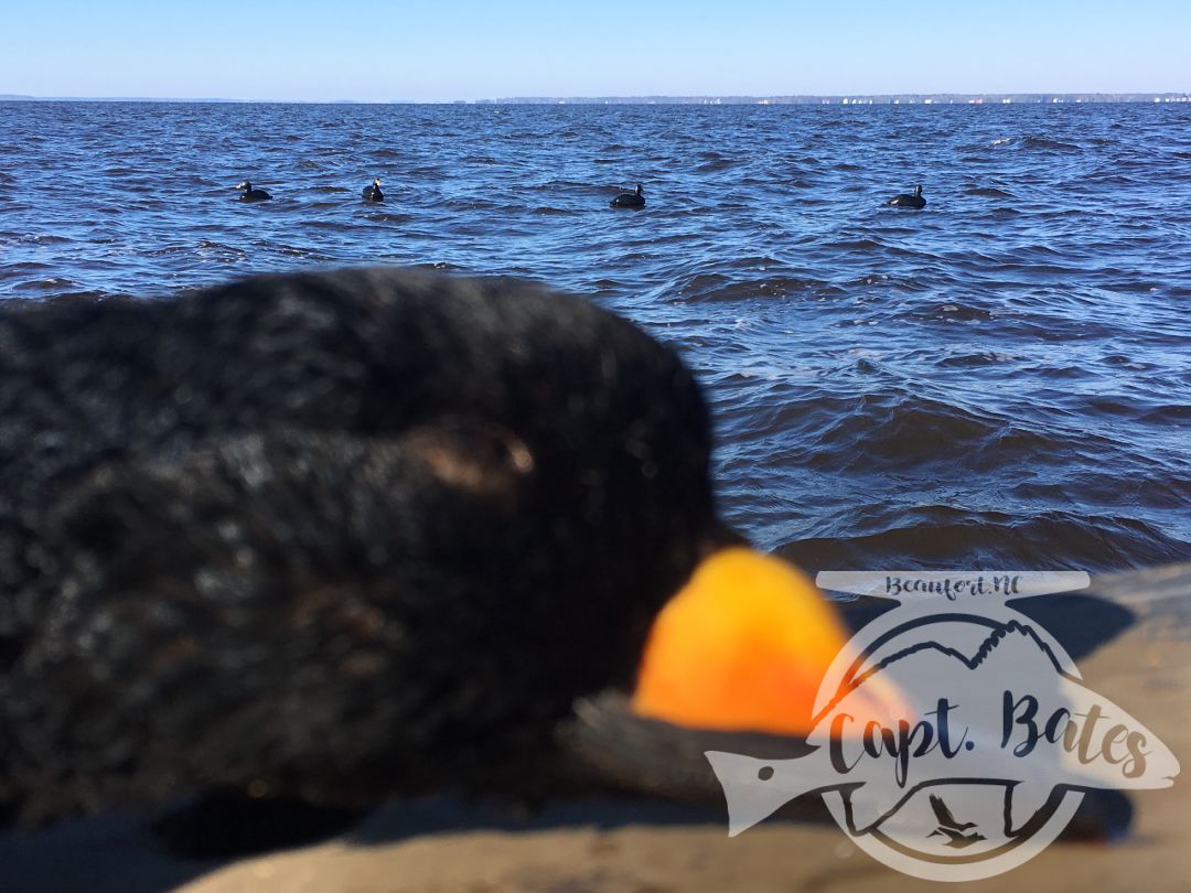 Stud drake black scoter!