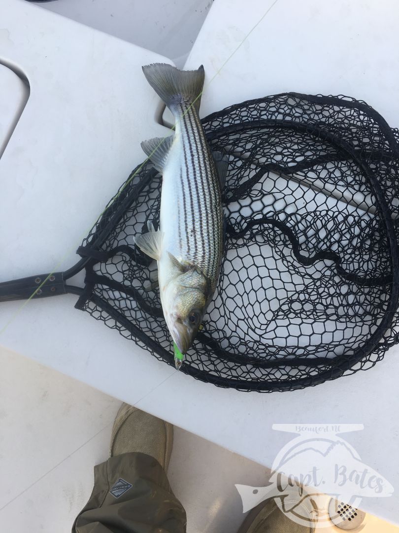 Storm searchbaits are perfect for cold water striped bass fishing on the Neuse and Trent river in late winter and early spring.