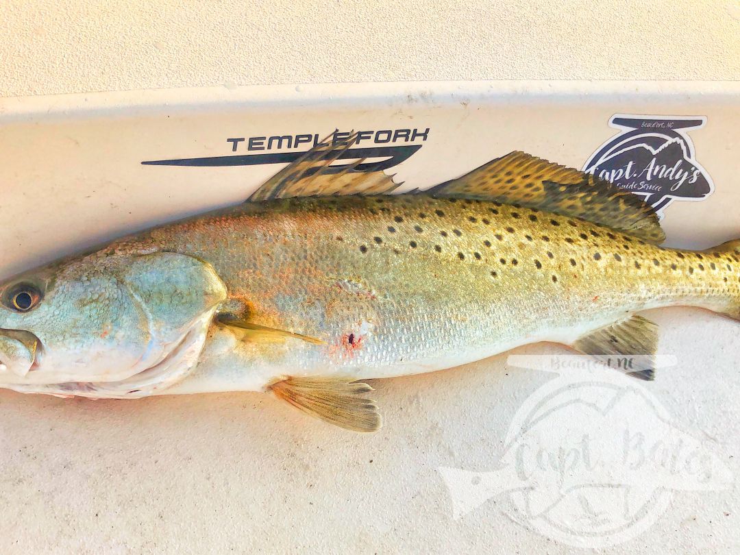 Fat 22” topwater speckled trout!